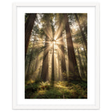Ethereal Redwood Sanctuary: Sunbeams in the Ancient Forest thumbnail
