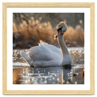Majestic Swan On Calm Water During Sunset Nature Scene