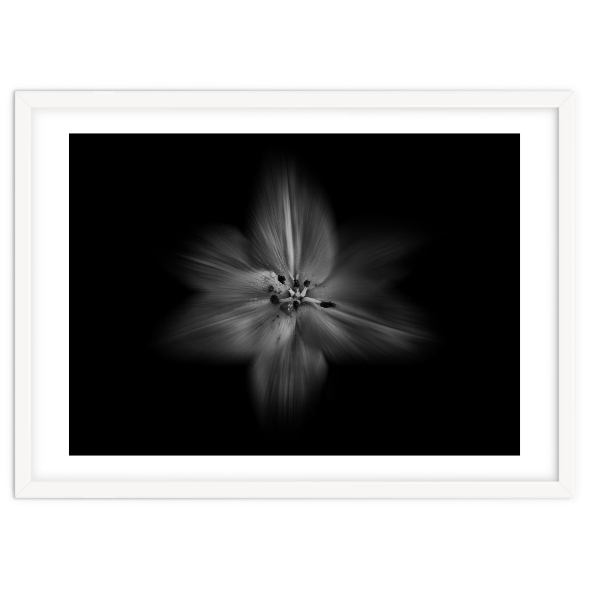 Backyard Flowers In Black And White No 28 Flow Version