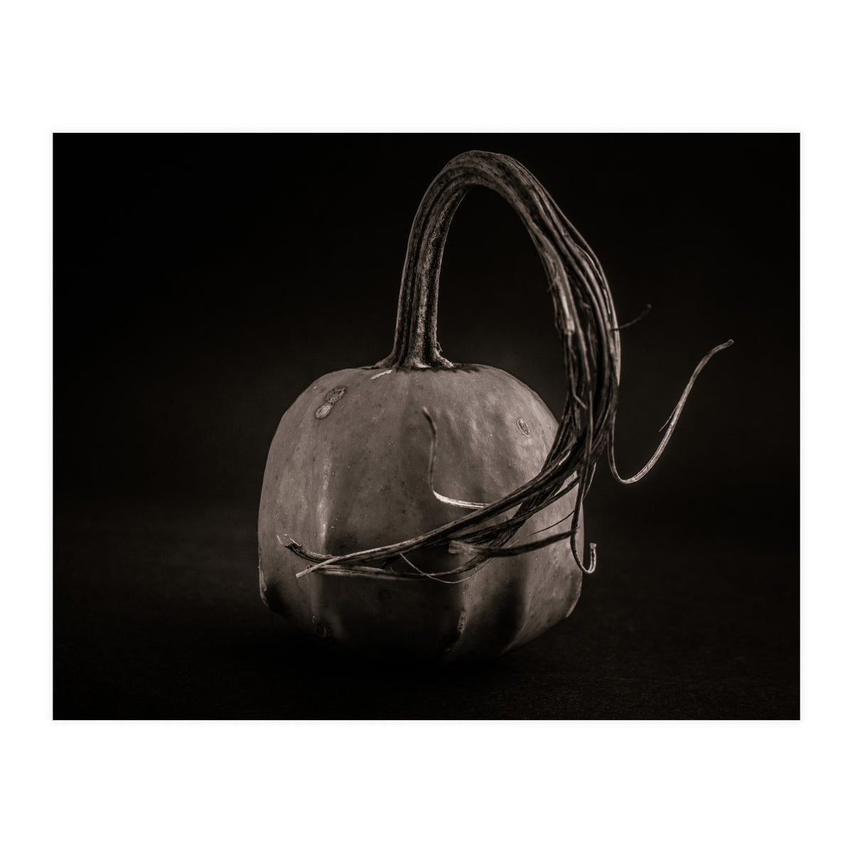 Gourds No 14 (Print Only)