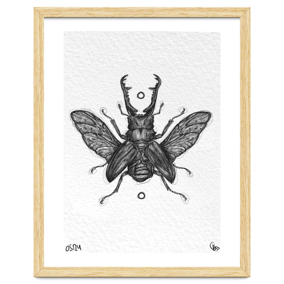 Giraffen Hirschkäfer