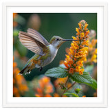 Hummingbird Feeding On Yellow Flowers Nectar thumbnail