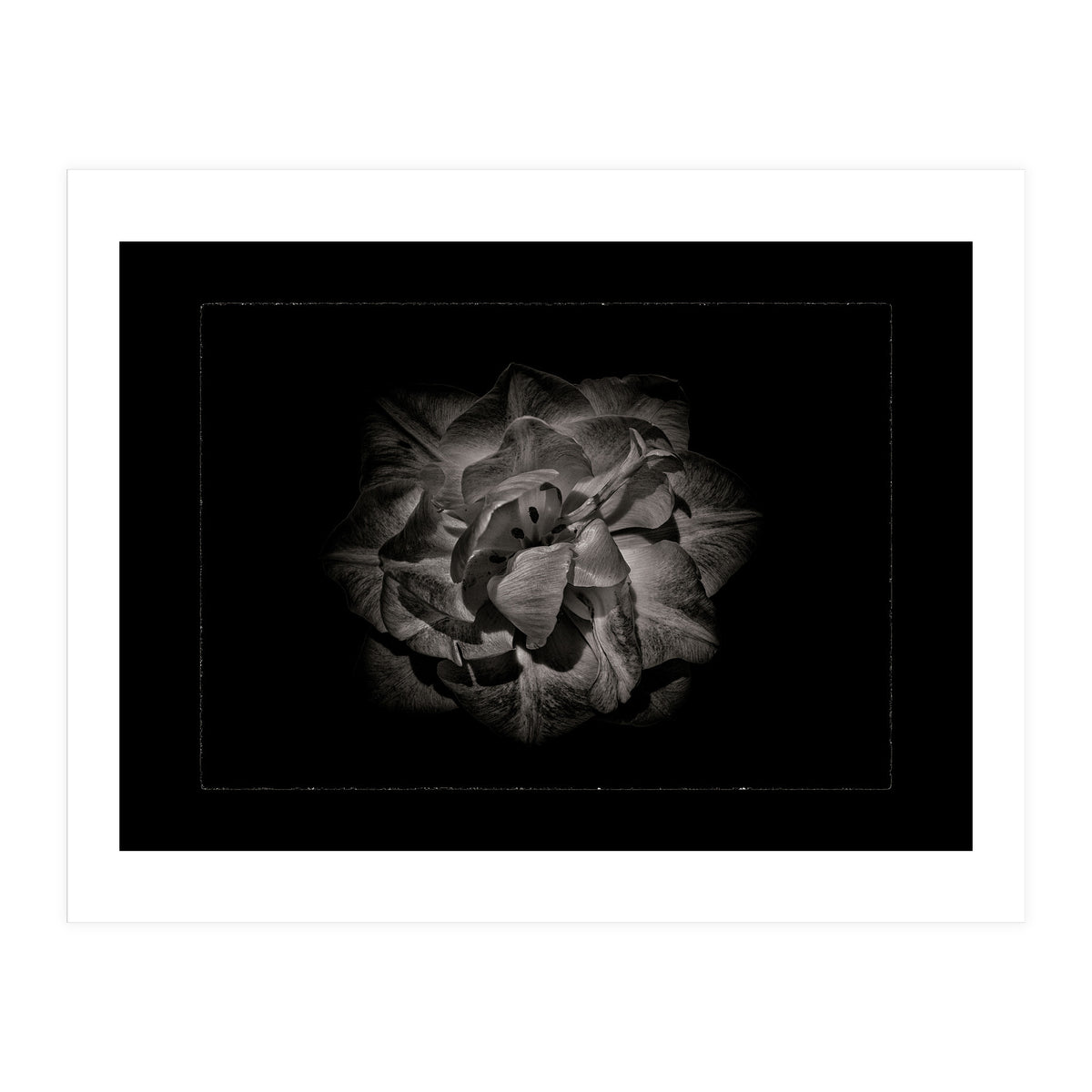 Backyard Flowers In Black And White No 81 with Border (Print Only)