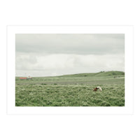 Horses in the middle of the green field - Iceland (Print Only)