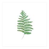 Fern  (Print Only) thumbnail