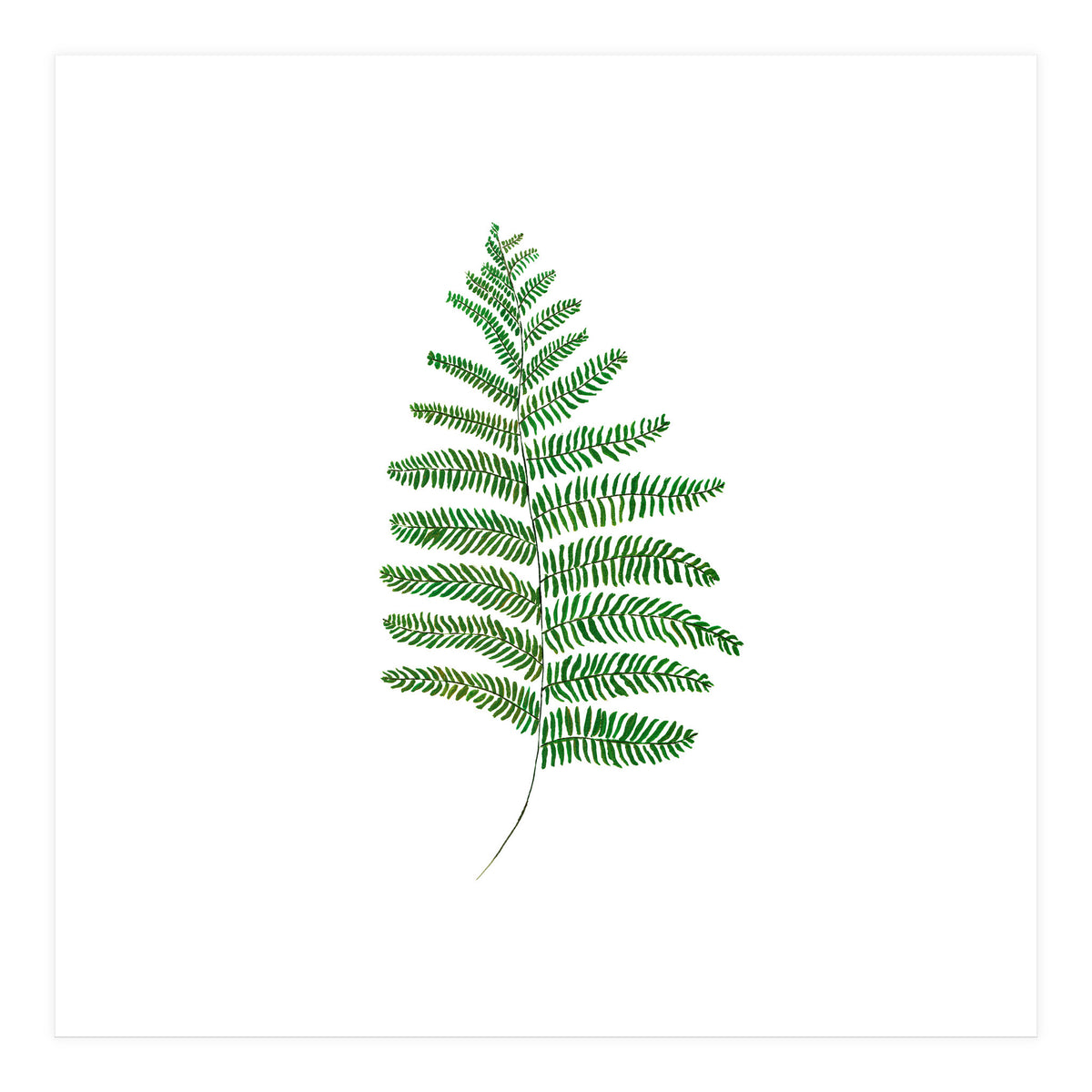 Fern  (Print Only)
