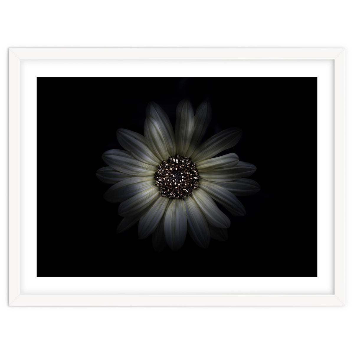 Backyard Flowers No 27 Color Version