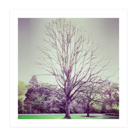 Tree Of Dreams (Print Only)