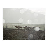 Horses under the sun shower - Iceland (Print Only) thumbnail