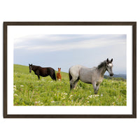 Equine Family