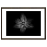 Backyard Flowers In Black And White No 28 Flow Version thumbnail