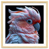 Pink Cockatoo Parrot Close Up Portrait Feather