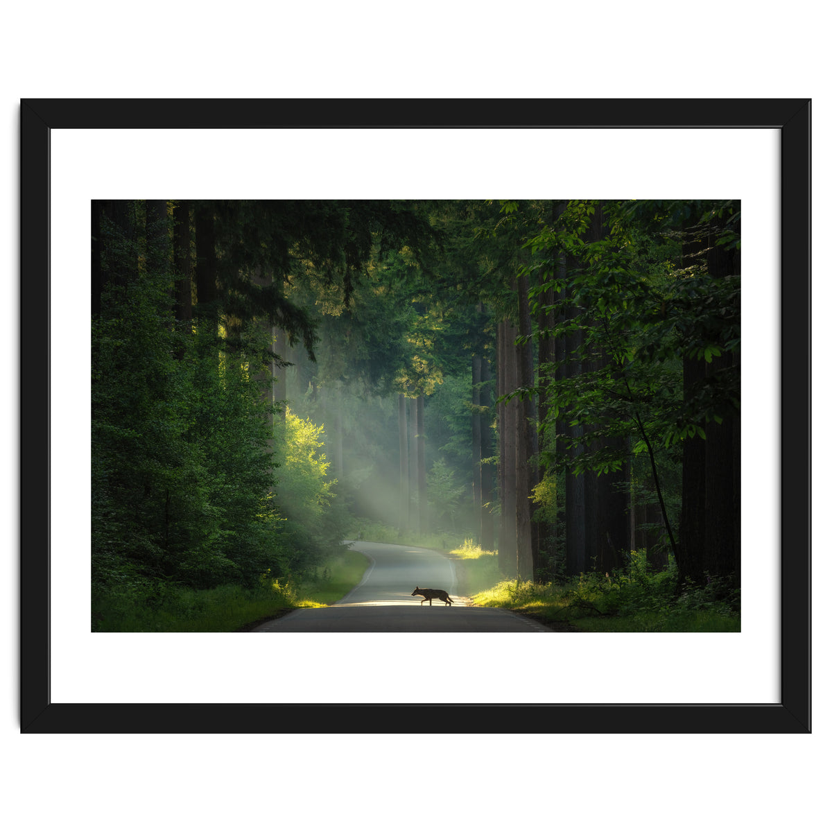 Wolf in the Netherlands