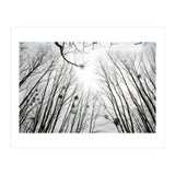 Bare trees in the winter sky (Print Only) thumbnail