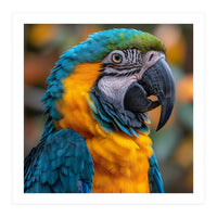Blue And Yellow Macaw Parrot Close Up Portrait (Print Only)