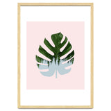 Monstera thumbnail
