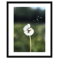 Dandelion Wish Photography