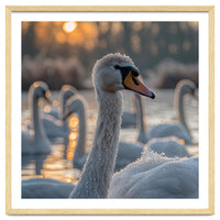 Close Up Of Swan With Water Droplets At Sunrise
