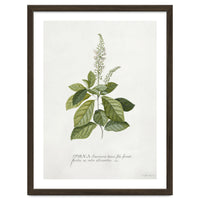 Georg Dionysius Ehret – Cinnamomum Illustration (1708–1770)