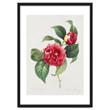 Pierre-Joseph Redouté – Finest Flowers and Fruits (1833) thumbnail