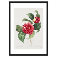 Pierre-Joseph Redouté – Finest Flowers and Fruits (1833)