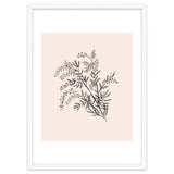 Acacia Botanical illustration thumbnail