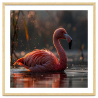 Pink Flamingo Swimming In Sunlight Water