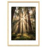 Ethereal Redwood Sanctuary: Sunbeams in the Ancient Forest