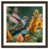 Hummingbird Feeding On Yellow Flowers Nectar thumbnail