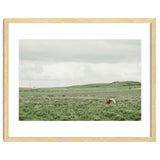 Horses in the middle of the green field - Iceland thumbnail