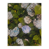 Hydrangeas | Portrait (Print Only)