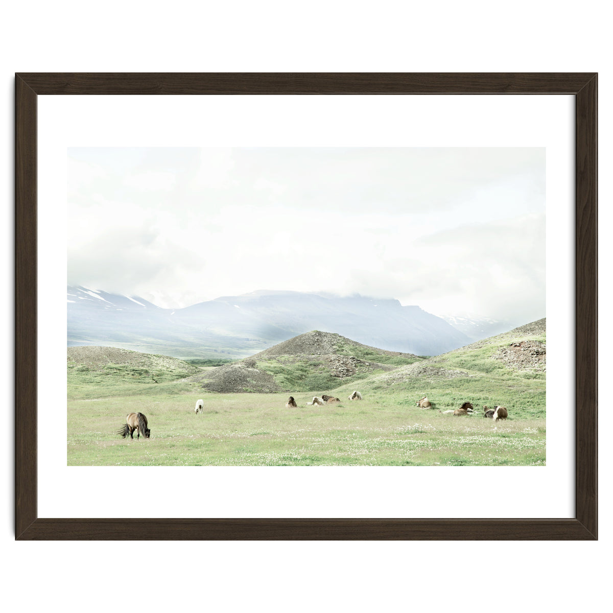 Relaxing horses on a sunny day calm field - Iceland