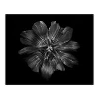 Backyard Flowers In Black And White 22 (Print Only)