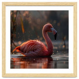 Pink Flamingo Swimming In Sunlight Water thumbnail