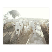 LIVING TOGETHER - WHITE COWS FAMILY (Print Only)