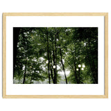Light bulb among the trees in the summer forest thumbnail