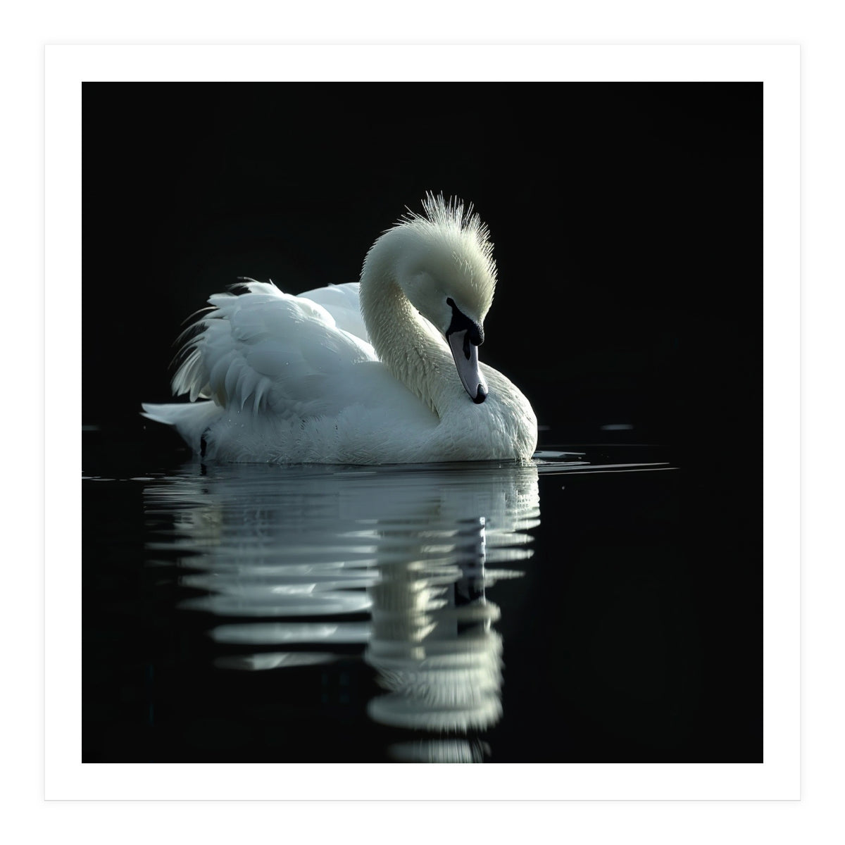 White Swan Gracefully Swimming In Dark Water (Print Only)