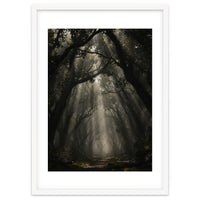 Enchanted Canopy: Mystical Forest Path