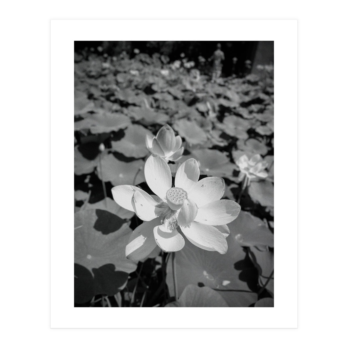 Hylas | Black & White (Print Only)