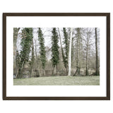 Sole white birch in the trees thumbnail