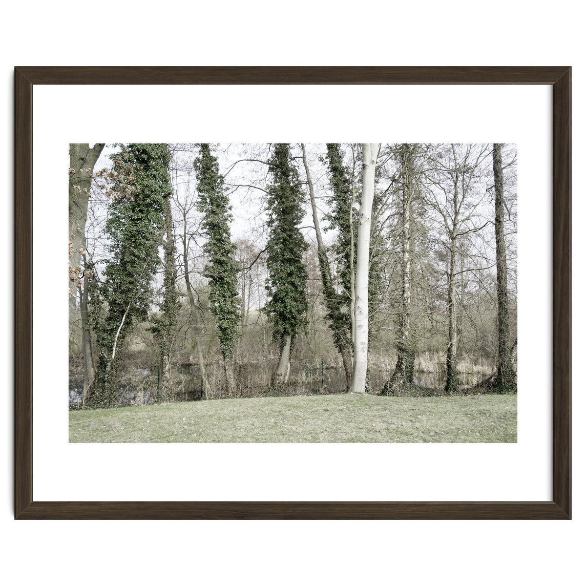 Sole white birch in the trees