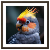 Cockatiel Parrot With Yellow Crest And Orange Cheeks thumbnail