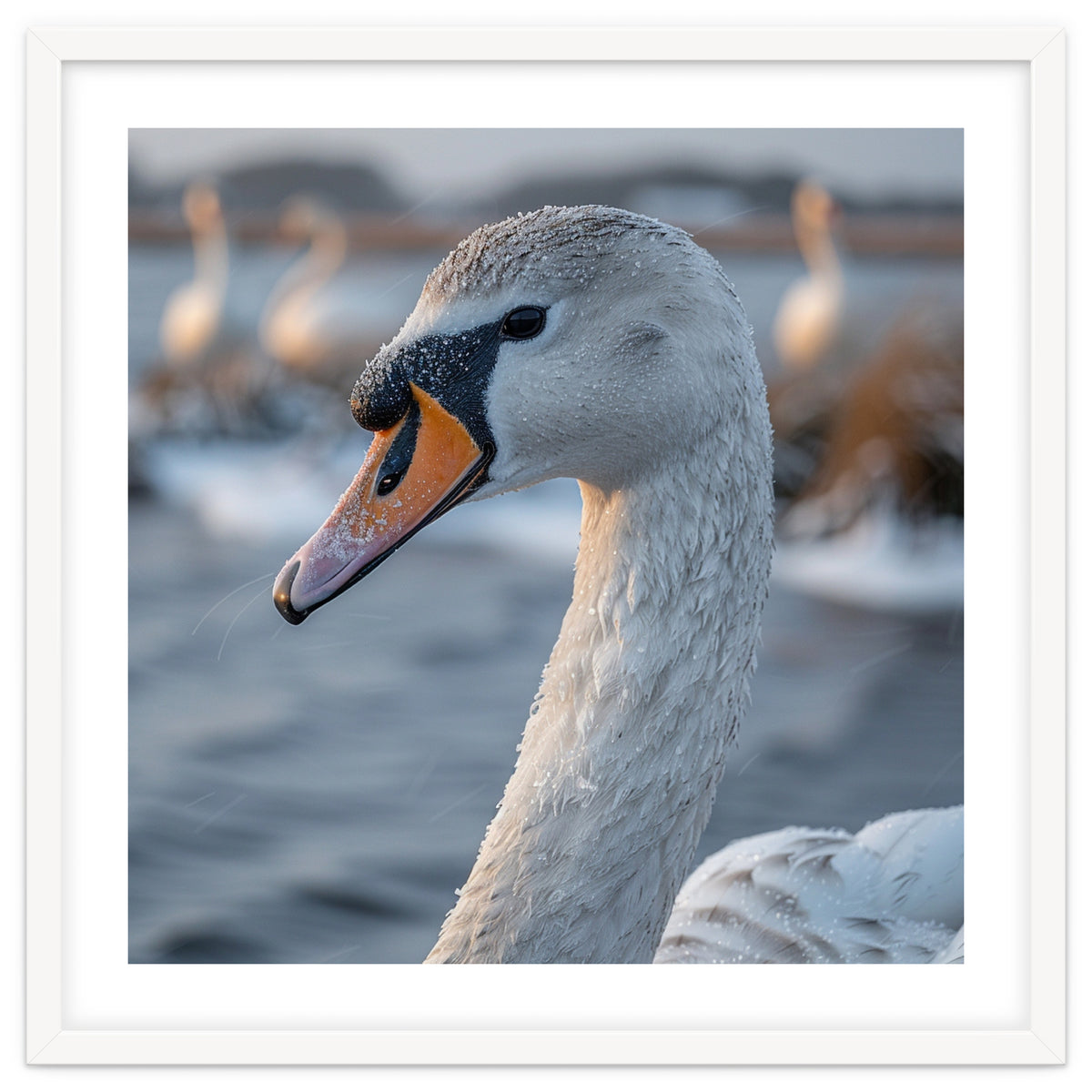 Majestic Swan Portrait In Snowy Waters