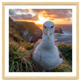 Albatross Bird On Grassy Cliff At Sunset thumbnail