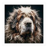 Old Dog 01 (Print Only) thumbnail