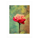 A Vibrant Red Rose  (Print Only) thumbnail
