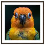 Close Up Sun Conure Parrot Portrait Eyes thumbnail