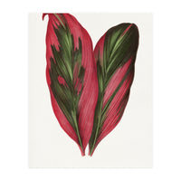 Alexander Francis Lydon & Benjamin Fawsett – Pink Dracaena Terminalis Leaf (1865) (Print Only)