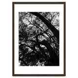 Tree Black Silhouette thumbnail