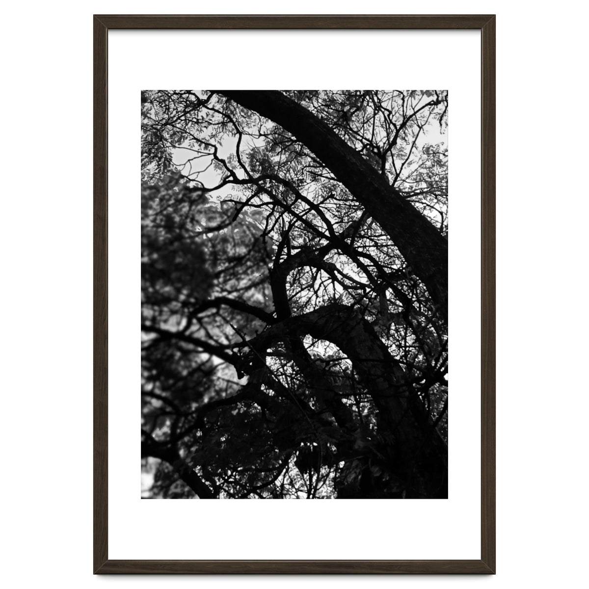 Tree Black Silhouette